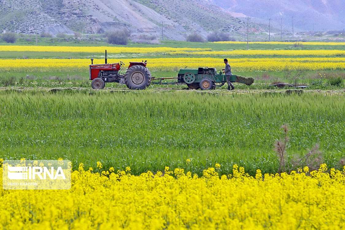 کشاورزی زنجان انحراف زیادی با الگوی کشت ندارد