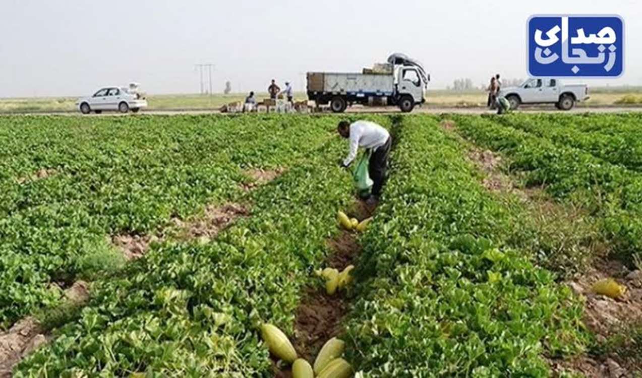 ۱۲ آبانماه؛ سرشماری عمومی کشاورزی به مدت ۴۵ روز در زنجان آغاز میشود