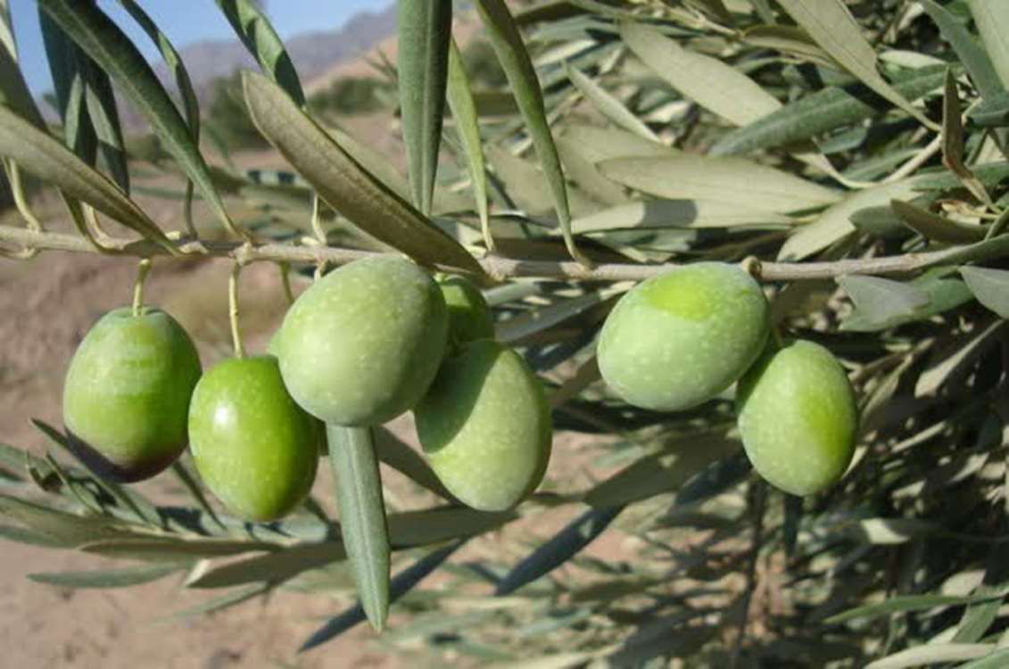 برداشت طلای سبز از باغات شهرستان طارم