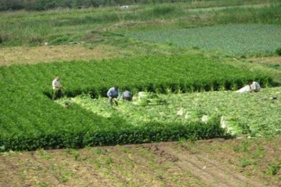 صادرات ۱۰ هزار تنی کرفس طارم