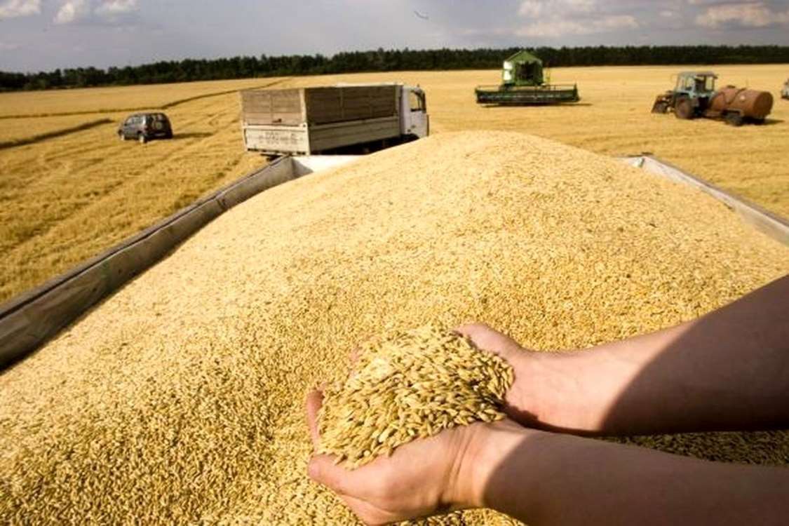 تولید بیش از ۵۵۰ هزار تن گندم و برآورد ورود حداقل 450 هزار تن به چرخه خرید تضمینی در سال زراعی جاری