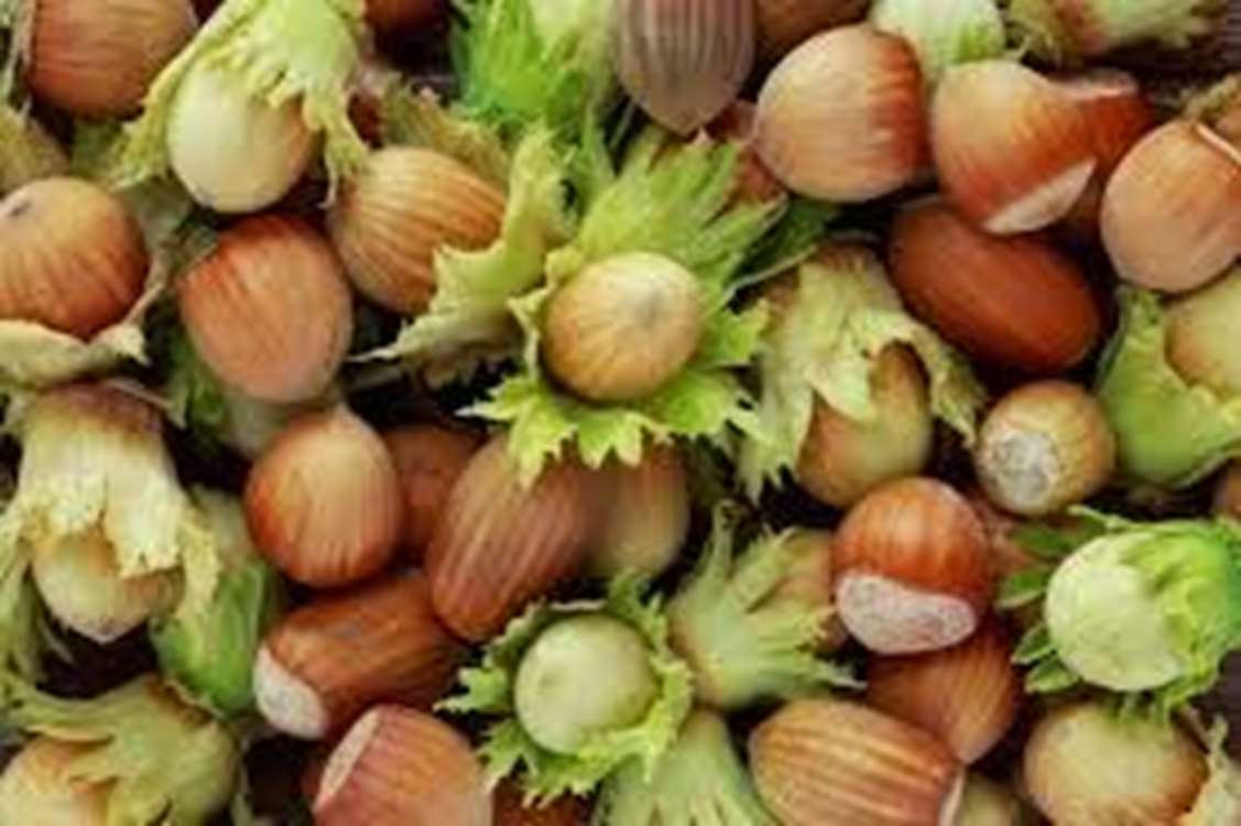 پیش‌بینی برداشت بیش از ۶۵۰ تن فندق از باغات استان زنجان 