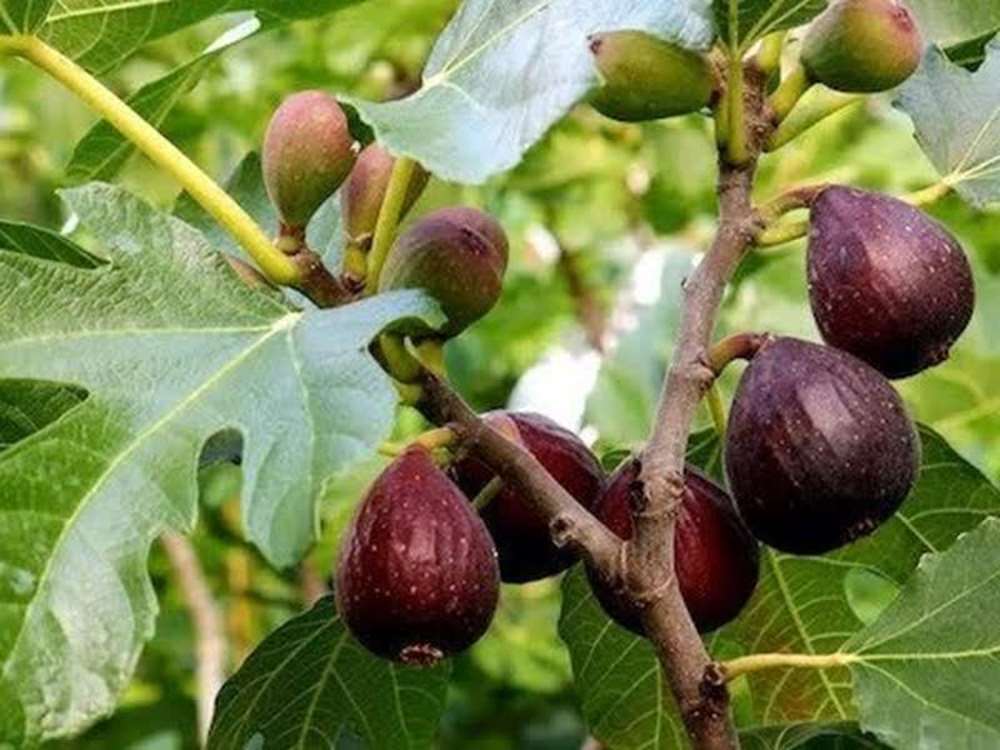 برداشت انجیر از باغات شهرستان طارم ادامه دارد 