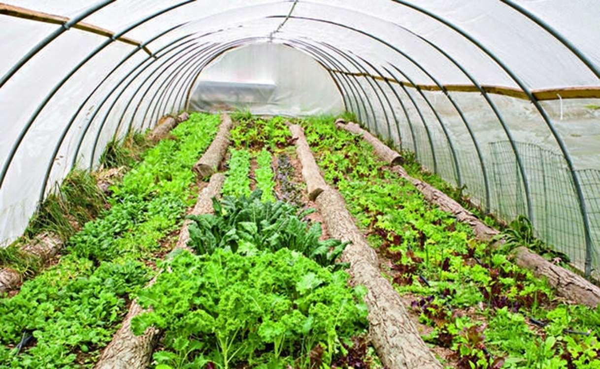 گلخانه‌های زنجان در مسیر هوشمندسازی است 