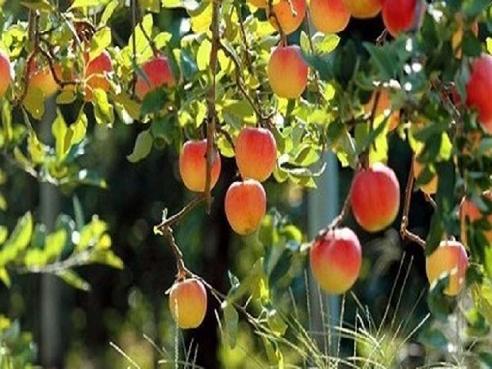 تولید ۵۶۰ هزار تن محصولات باغی در استان زنجان