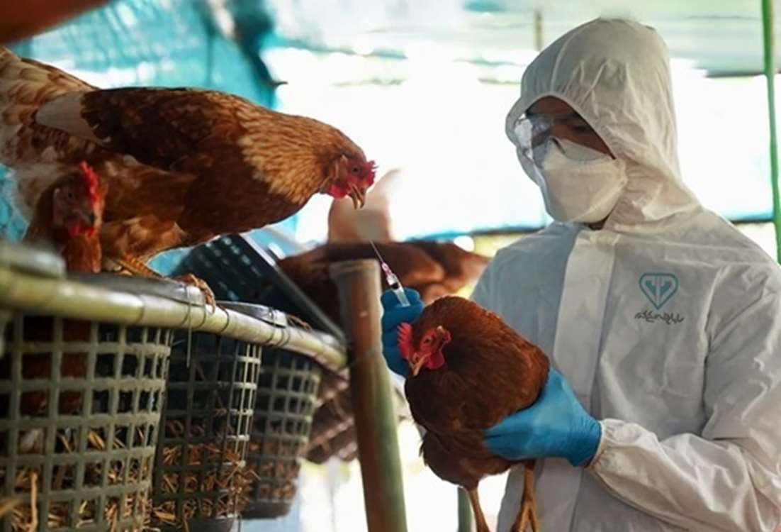 hen 