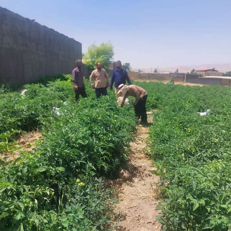 ترویج روش‌های نوین کشت ؛ بازدید از مزرعه نمونه گوجه‌فرنگی در روستای خنداب 