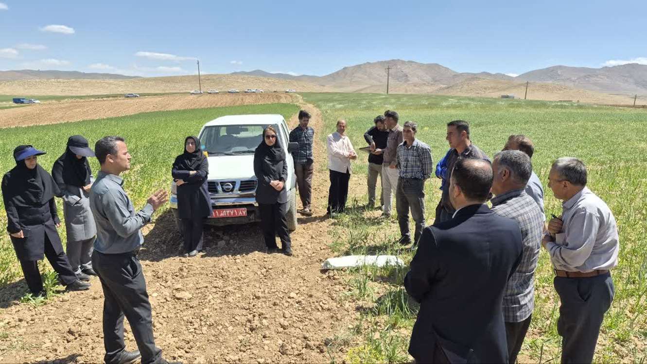گامی به سوی کشاورزی پایدار در دیم‌زارهای زنجان؛ برگزاری «روز مزرعه آموزشی» در شهرستان خدابنده 