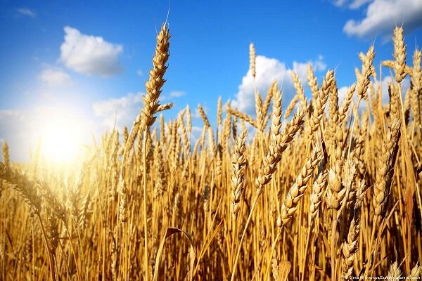 خرید تضمینی گندم از ۳ میلیون تُن فراتر رفت 
