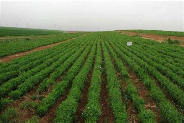 کشت 517 هزار هکتار حبوبات در سال زراعی جاری/ هدفگذاری تولید  755 هزار تن حبوبات