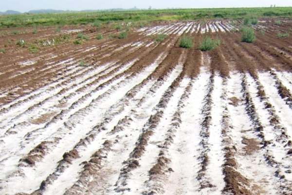 آبیاری بی‌رویه باعث شوری خاک می‌شود