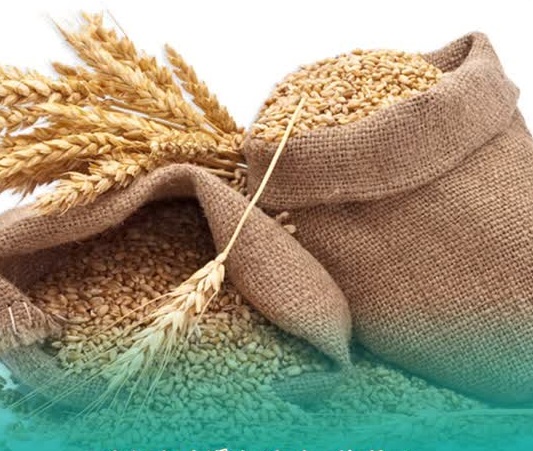 قیمت گندم صنف و صنعت در سال 1404 ابلاغ شد