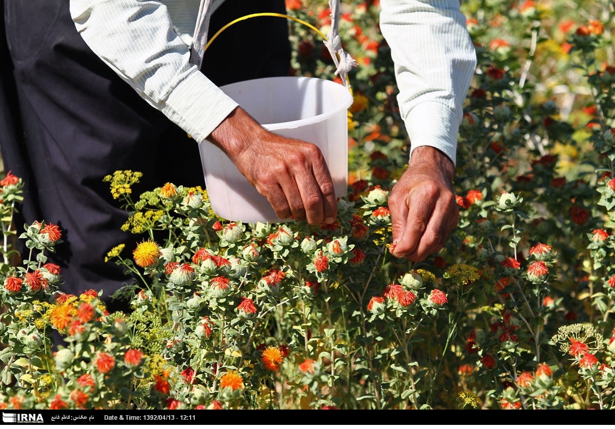 پیش بینی برداشت ۸۰۰ تن گلرنگ از اراضی دیم  زنجان