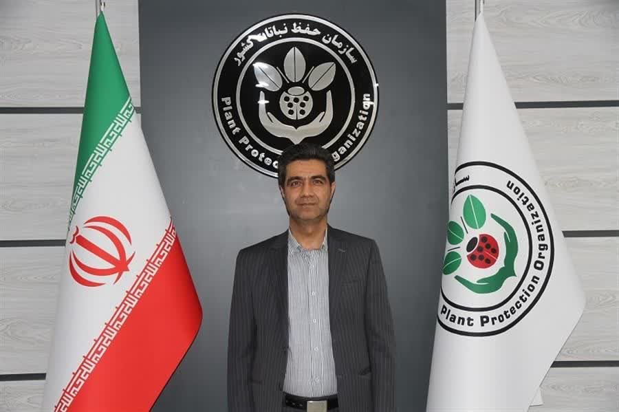 عملیات مبارزه با آفت ملخ در ۸ هزار و ۴۳۰ هکتار از اراضی ملی و مراتع شهرستان طارم انجام شد