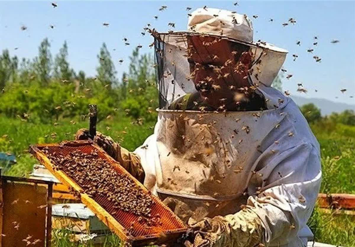 ماهنشان، یکی از مناطق شاخص زنبورداری زنجان