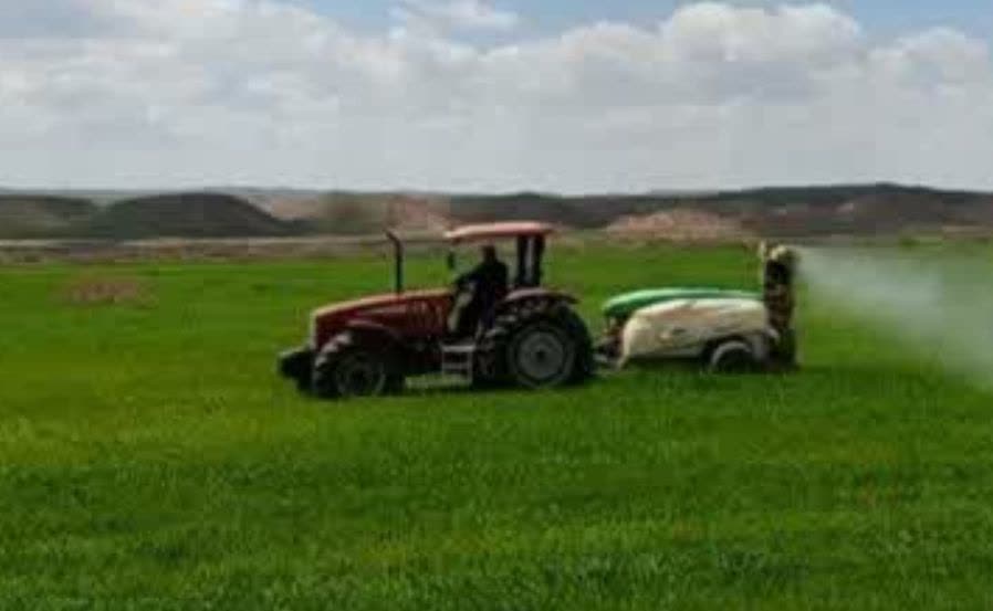 علف هرز  خطرناک ساری گول ( خردل برگ مومی )  