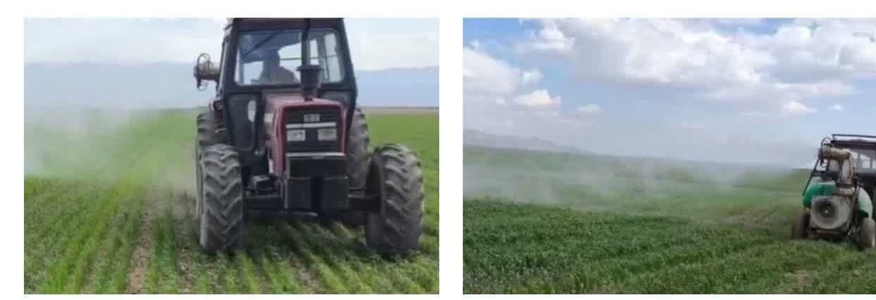 علف هرز خطرناک ساری گول  ( خردل برگ مومی )