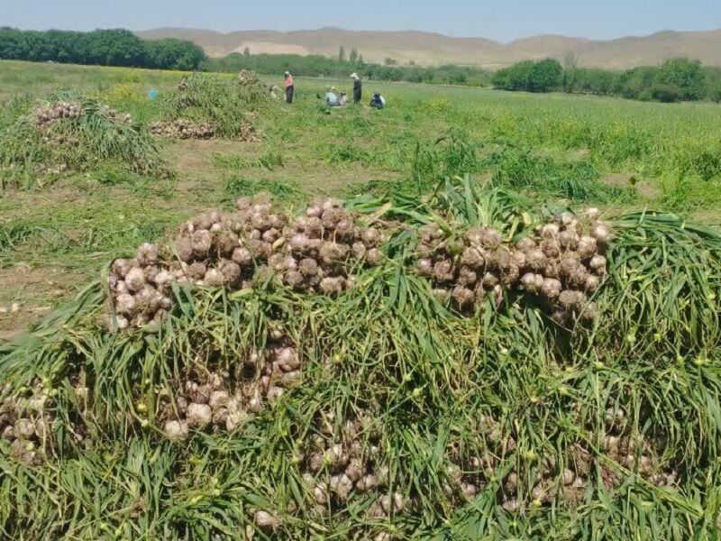 تولید محصول سیر در شهرستان طارم ۱۰ درصد افزایش می‌یابد