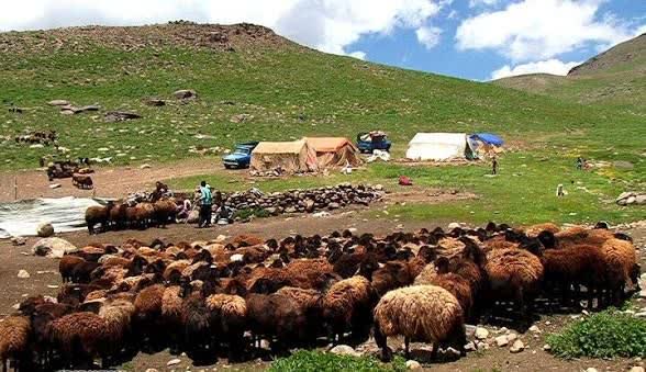 نقش‌آفرینی ۸۳۰ خانوار عشایری زنجان در تأمین امنیت غذایی؛ سالانه ۲۰۰ تن گوشت قرمز تولید می‌شود