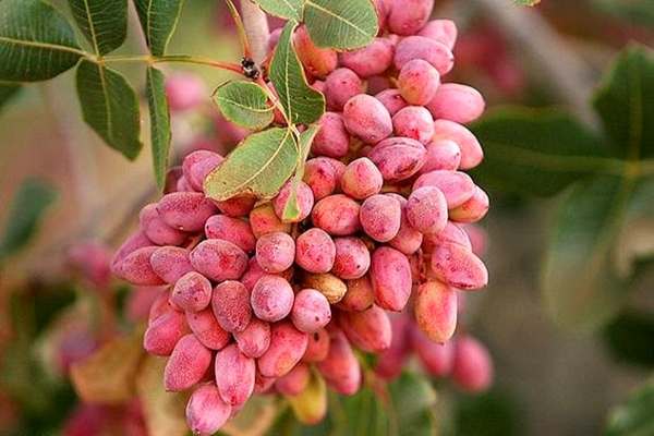 برداشت سالانه ۳۸۰ تن پسته در ماهنشان