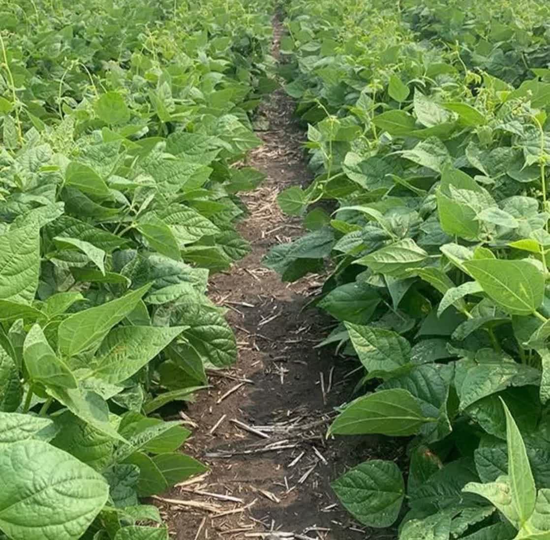 زنجان در جایگاه دوم تولید لوبیا کشور؛ برداشت محصول آغاز شد
