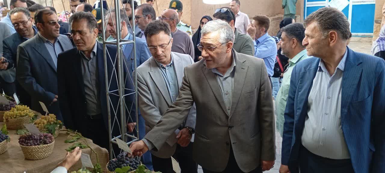 آغاز چهارمین جشنواره انگور ابهر در درسجین / تأکید بر جایگاه ممتاز زنجان در تولید انگور و صادرات کشمش