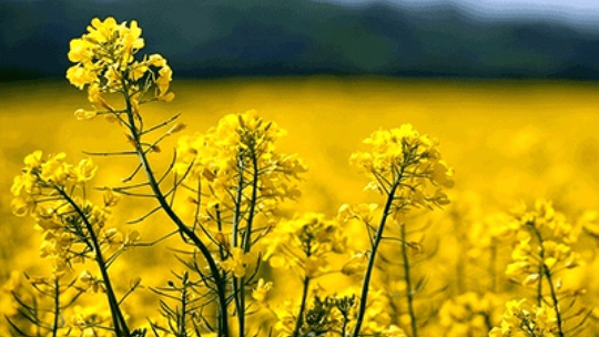 پیش‌بینی تولید ۱۳۰۰ تن روغن کلزا در زنجان