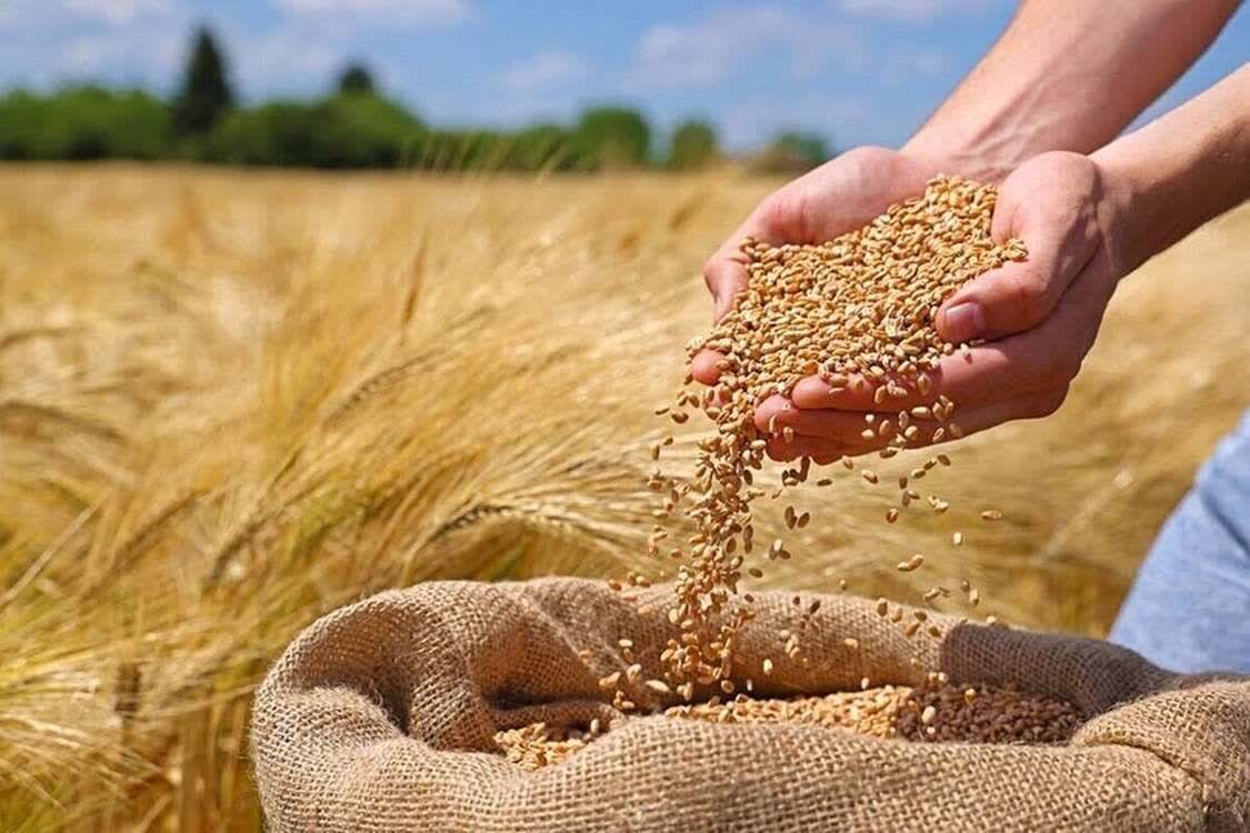 کلیپ/ گام زنجان در راستای کیفیت‌بخشی به کشت گندم