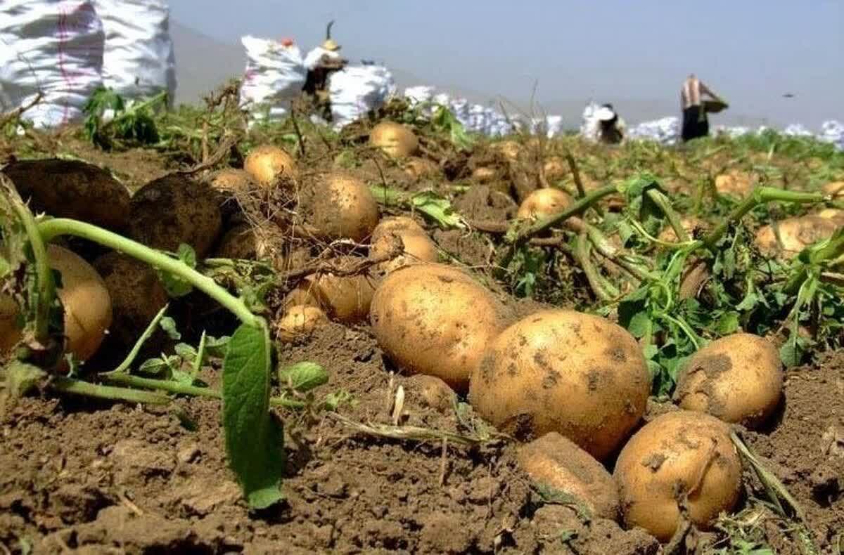 پیش‌بینی برداشت بیش از ۲۷۲ هزار تن سیب‌زمینی در استان زنجان؛ آغاز فصل برداشت محصول استراتژیک
